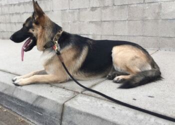 Ο Σκύλος Τους Δεν Κοιμόταν Καθόλου Και Νόμιζαν Ότι Είναι Άρρωστος. Όταν Ανακάλυψαν Γιατί Μένει Ξύπνιος Τα Βράδια, ΠΑΓΩΣΑΝ