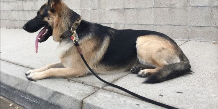 Ο Σκύλος Τους Δεν Κοιμόταν Καθόλου Και Νόμιζαν Ότι Είναι Άρρωστος. Όταν Ανακάλυψαν Γιατί Μένει Ξύπνιος Τα Βράδια, ΠΑΓΩΣΑΝ