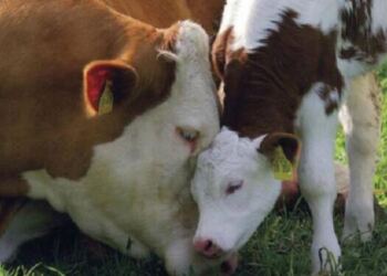 Μια αγελάδα έκανε κάτι το απίστευτο για να μην της πάρουν το μωρό της!