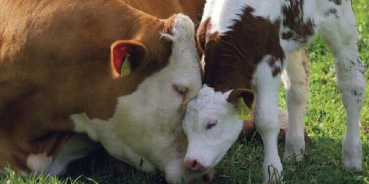 Μια αγελάδα έκανε κάτι το απίστευτο για να μην της πάρουν το μωρό της!