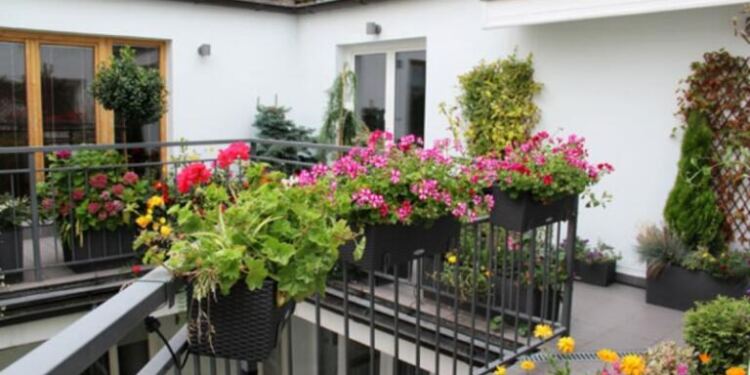 Μην το βάζετε στο σπίτι σας: Το φυτό που έχουμε όλοι και προκαλεί προβλήματα στην καρδιά