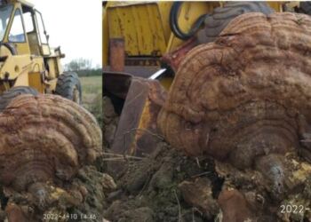 Ορεστιάδα: Βρήκε τεράστιο μανιτάρι στο χωράφι του και δεν πίστευε στα μάτια του