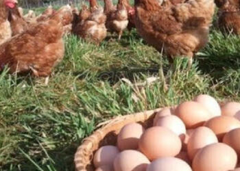 Πως θα γεννάνε οι κότες ασταμάτητα: Μυστικά διατροφής για περισσότερα αυγά!