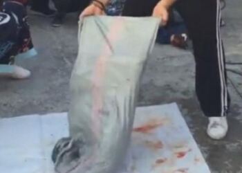 Καλαμάτα: Η στιγμή που ο ψαροντουφεκάς ανοίγει τον σάκο και αφήνει τους πάντες με το στόμα ανοιχτό