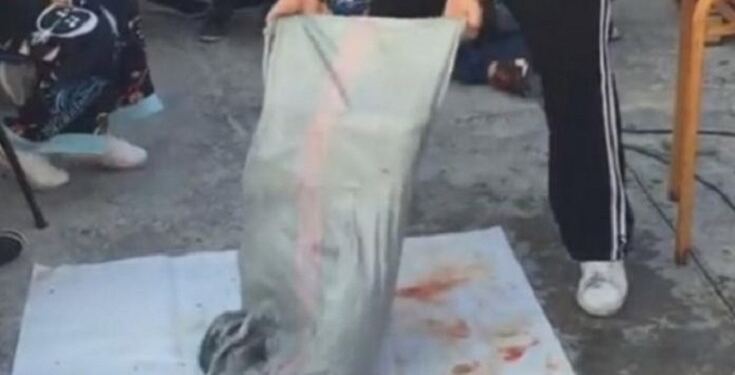 Καλαμάτα: Η στιγμή που ο ψαροντουφεκάς ανοίγει τον σάκο και αφήνει τους πάντες με το στόμα ανοιχτό