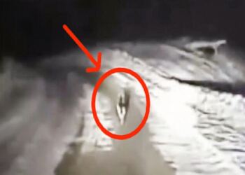 Ένας αστυνομικός είδε έναν γερμανικό ποιμενικό να τρέχει στη μέση του δρόμου. Δείτε όμως που τον οδήγησε…