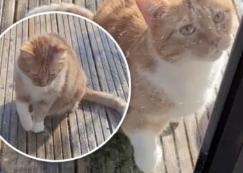 Ναζιάρα και καταφερτζού: Γατούλα προσποιήθηκε τραυματισμό για να μπει σπίτι (Video)