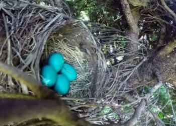 Έβαλε κάμερα μέσα σε μια φωλιά – Αυτό που παρατήρησε μετά θα σας σοκάρει (Video)