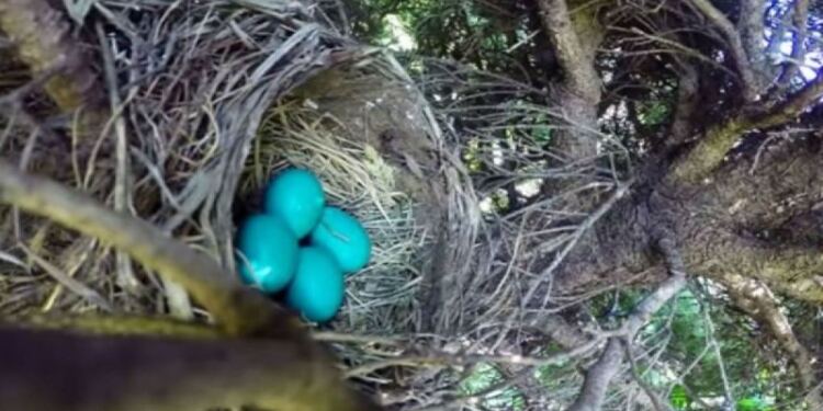 Έβαλε κάμερα μέσα σε μια φωλιά – Αυτό που παρατήρησε μετά θα σας σοκάρει (Video)