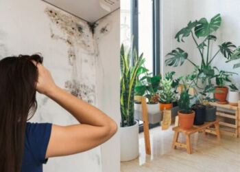 Φυσικοί αφυγραντήρες | Αυτά είναι τα φυτά που διώχνουν την υγρασία και την μούχλα από το σπίτι