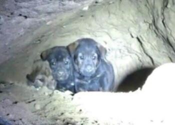 Προσπαθούσαν να σώσουν 8 εγκλωβισμένα κουταβάκια, αλλά μόλις κοίταξαν μέσα στην τρύπα έπαθαν σοκ