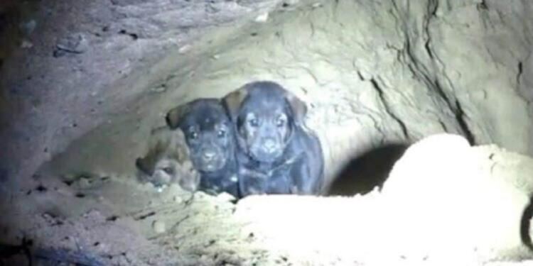 Προσπαθούσαν να σώσουν 8 εγκλωβισμένα κουταβάκια, αλλά μόλις κοίταξαν μέσα στην τρύπα έπαθαν σοκ