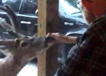 Λίγο πριν πεθάνει ο 70χρονος παππούς εμφανίστηκε ένα ελάφι στο παράθυρο. Με τη συνέχεια θα παγώσετε!