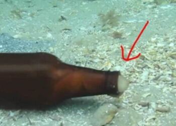 Δύτης βλέπει ένα γυάλινο μπουκάλι να κουνιέται μόνο του στο βυθό – Τότε ένα μυστηριώδες πλάσμα βγαίνει από μέσα…