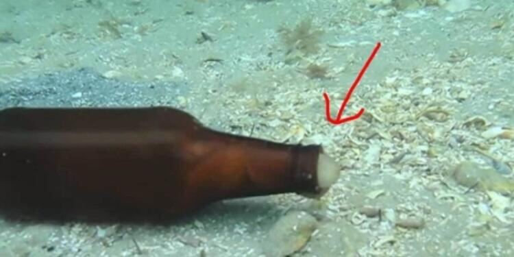 Δύτης βλέπει ένα γυάλινο μπουκάλι να κουνιέται μόνο του στο βυθό – Τότε ένα μυστηριώδες πλάσμα βγαίνει από μέσα…