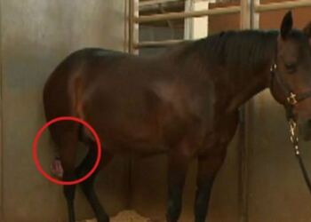 Το Άλογό του ήταν έτοιμο να Γεννήσει, αλλά μόλις ο Κτηνίατρος κοίταξε ανάμεσα στα Πόδια του; Δεν μπορούσε να το Πιστέψει