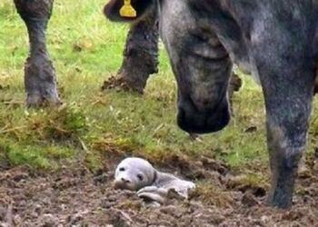 Άντρας βρήκε ένα κουτάβι που πεθαίνει ζωντανό στο έδαφος, αλλά δεν είναι «καθόλου κουτάβι»