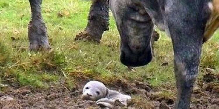 Άντρας βρήκε ένα κουτάβι που πεθαίνει ζωντανό στο έδαφος, αλλά δεν είναι «καθόλου κουτάβι»