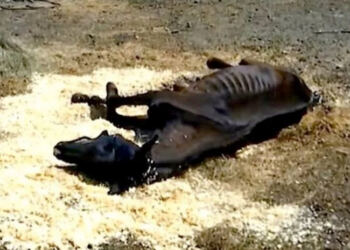 Δείτε πως ένα ετοιμοθάνατο άλογο βρήκε μια δεύτερη ευκαιρία!