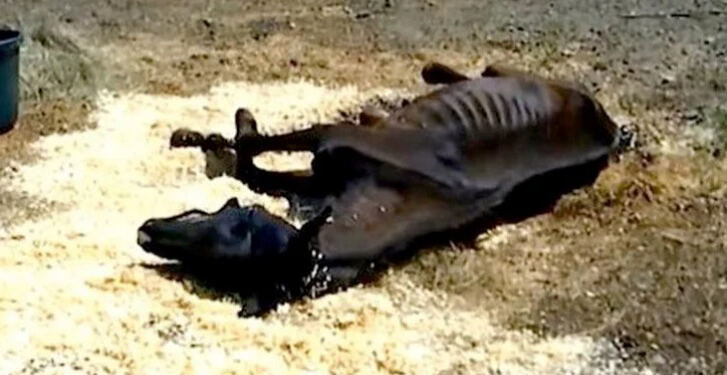 Δείτε πως ένα ετοιμοθάνατο άλογο βρήκε μια δεύτερη ευκαιρία!