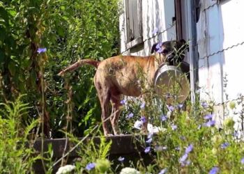 Εγκαταλελειμμένος σκύλος κουβαλάει άδειο μπολ από πόρτα σε πόρτα ελπίζοντας ότι κάποιος θα τον ταΐσει