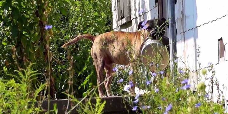 Εγκαταλελειμμένος σκύλος κουβαλάει άδειο μπολ από πόρτα σε πόρτα ελπίζοντας ότι κάποιος θα τον ταΐσει