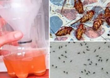 Η πιο δραστική σπιτική συνταγή που υπόσχεται να εξολοθρεύσει όλα τα κουνούπια και τις κατσαρίδες στο λεπτό