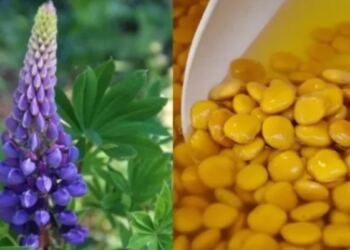 Το ξεχασμένο όσπριο με διπλάσια πρωτεΐνη από τα άλλα – Ρυθμίζει σάκχαρο και χοληστερίνη