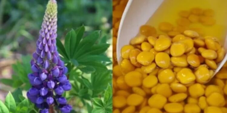 Το ξεχασμένο όσπριο με διπλάσια πρωτεΐνη από τα άλλα – Ρυθμίζει σάκχαρο και χοληστερίνη