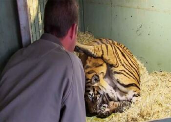 Τίγρης γεννάει αλλά μόλις ο φροντιστής βλέπει κάτω από τα πόδια της τα χάνει (video)