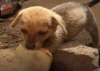 Αδέσποτο κουτάβι πλησιάζει τους διασώστες του με μια φέτα ψωμί στο στόμα του. Η ιστορία του