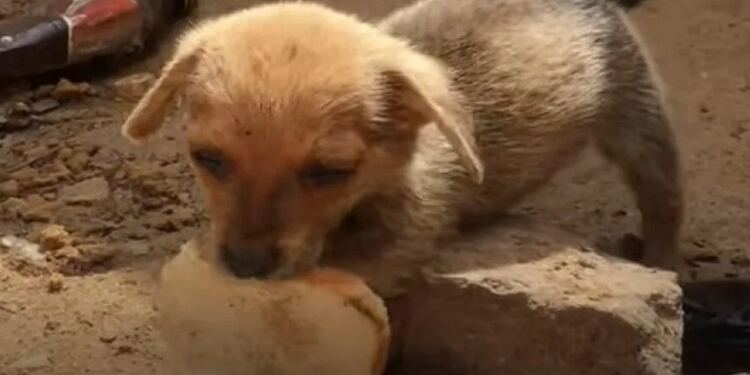 Αδέσποτο κουτάβι πλησιάζει τους διασώστες του με μια φέτα ψωμί στο στόμα του. Η ιστορία του