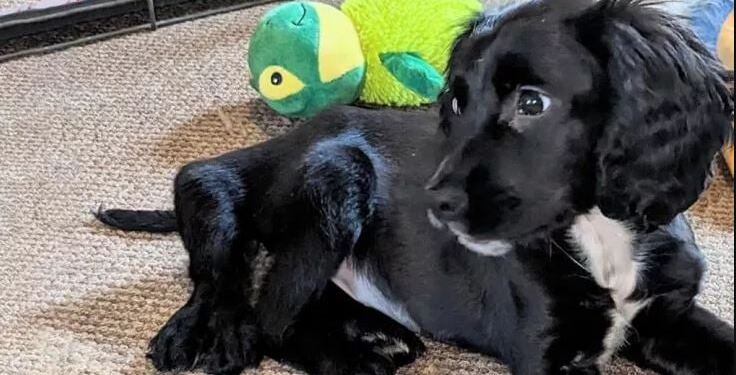 Ο σκύλος που γεννήθηκε με 6 πόδια και τον εγκατέλειψαν στον δρόμο – Η ιστορία της χαριτωμένης Άριελ