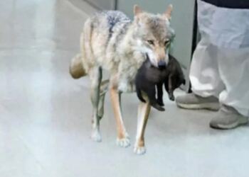 Ο λύκος μπαίνει στο νοσοκομείο και όλοι πανικοβάλλονται, αλλά όταν καταλαβαίνουν τον λόγο συγκινούνται