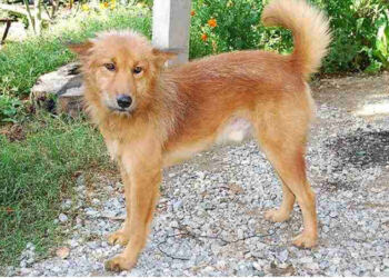 Αυτό το σκυλί πήγε στο σπίτι με μια σακούλα στο στόμα. Δεν μπορείτε να φανταστείτε τι είχε μέσα!