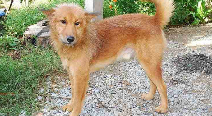 Αυτό το σκυλί πήγε στο σπίτι με μια σακούλα στο στόμα. Δεν μπορείτε να φανταστείτε τι είχε μέσα!