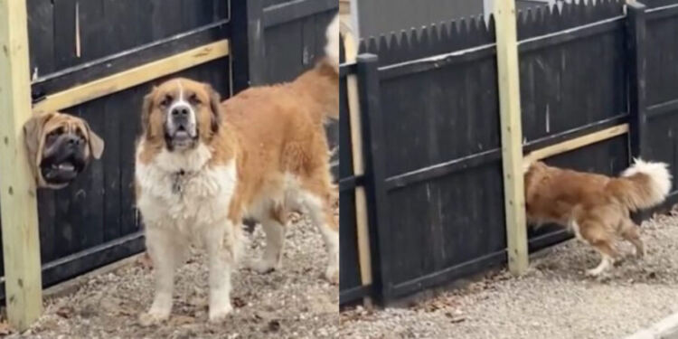 Έχει ξετρελάνει το διαδίκτυο: Σκύλος φτιάχνει τη δική του πόρτα στο φράχτη για να μπορεί να βλέπει το φίλο του