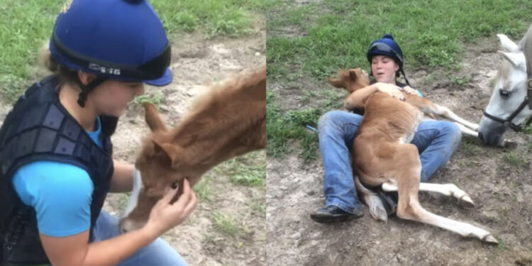 Το πιο αξιολάτρευτο βίντεο: Μωρό άλογο νομίζει ότι είναι κουτάβι καθώς αγκαλιάζεται με τον άνθρωπό της