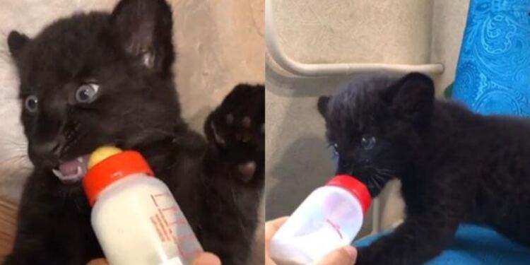 Εγκαταλελειμμένο μωρό Πάνθηρας, μεγαλώνει σε ανθρώπινη οικογένεια και γίνεται ο καλύτερος φίλος του σκύλου