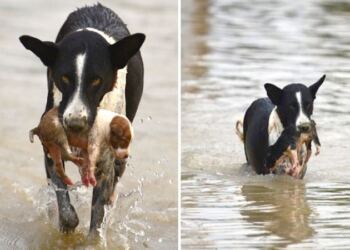 Αφού πήδηξε στο ποτάμι, ο σκύλος ξαναβγήκε στην επιφάνεια με ένα κουτάβι στο στόμα του, εκπλήσσοντας τους πάντες