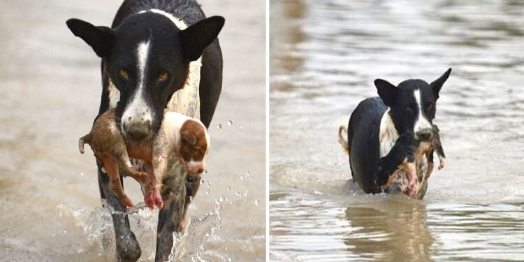 Αφού πήδηξε στο ποτάμι, ο σκύλος ξαναβγήκε στην επιφάνεια με ένα κουτάβι στο στόμα του, εκπλήσσοντας τους πάντες