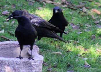 Τάιζε κοράκια στον κήπο της για χρόνια: Ποτέ δεν φανταζόταν τη συνέχεια (Photos)