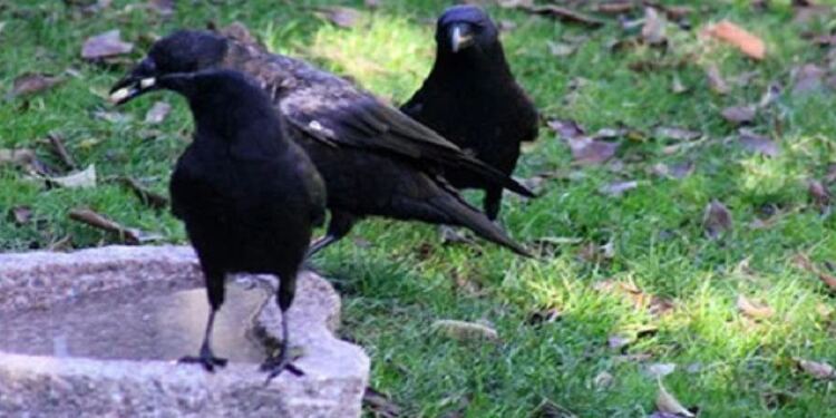 Τάιζε κοράκια στον κήπο της για χρόνια: Ποτέ δεν φανταζόταν τη συνέχεια (Photos)