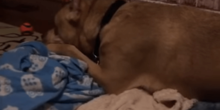 Τον εγκατέλειψαν δύο φορές. Δεν κατάλαβε γιατί κανείς δεν ήθελε να τον υιοθετήσει