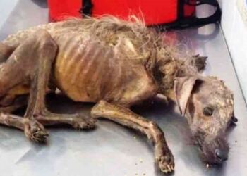 Ήταν κάτω από μια γέφυρα γεμάτη πληγές και περίμενε το τέλος, μέχρι που μια γυναίκα τον πλησίασε