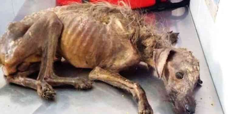 Ήταν κάτω από μια γέφυρα γεμάτη πληγές και περίμενε το τέλος, μέχρι που μια γυναίκα τον πλησίασε