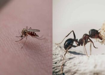 Εξαφανίστε από τη ζωή σας τα έντομα: Έτσι θα φτιάξετε με πανεύκολα φυσικά εντομοαπωθητικά