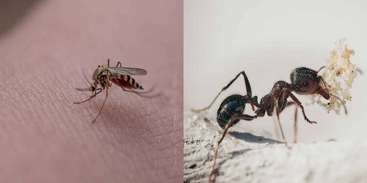 Εξαφανίστε από τη ζωή σας τα έντομα: Έτσι θα φτιάξετε με πανεύκολα φυσικά εντομοαπωθητικά