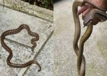 Παίρνει μόνο 1 λεπτό και σώζει ζωές: Τι κάνουμε αν δούμε φίδι στο σπίτι ή στην αυλή μας και τι αν μας δαγκώσει