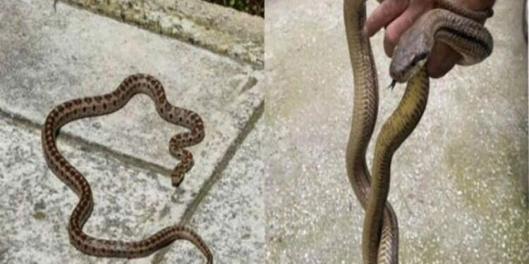 Παίρνει μόνο 1 λεπτό και σώζει ζωές: Τι κάνουμε αν δούμε φίδι στο σπίτι ή στην αυλή μας και τι αν μας δαγκώσει